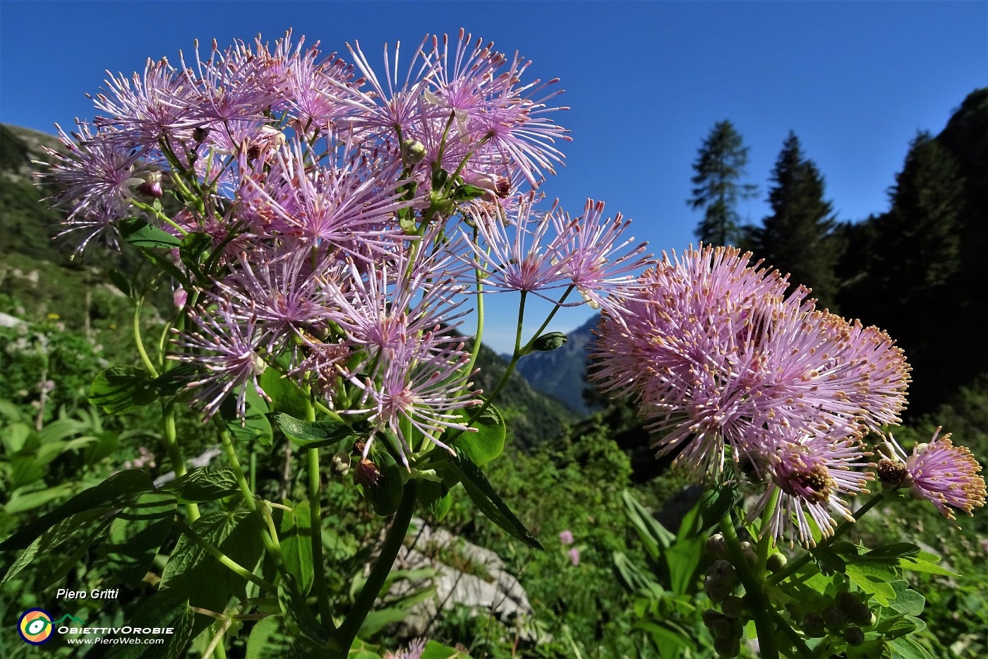 85 Pigamo colombino (Thalictrum acquilegiifolium)).JPG